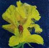 iris-jaune.jpg