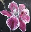 orchidee.jpg