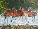 les-chevaux.jpg