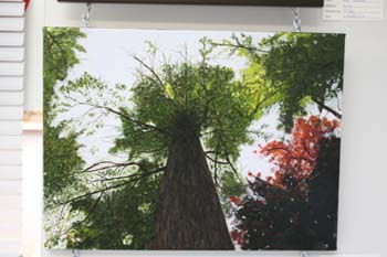 photo de la toile